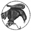 Ozdobný orol - pravý